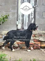 Captain Amelia, a female Bernese Mountain Dog and Bernedoodle for sale in Kansas City, MO – Photo 6 of 7