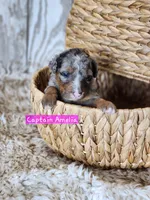 Captain Amelia, a female Bernese Mountain Dog and Bernedoodle for sale in Kansas City, MO – Photo 3 of 7