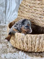 Captain Amelia, a female Bernese Mountain Dog and Bernedoodle for sale in Kansas City, MO – Photo 4 of 7