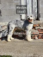 Captain Amelia, a female Bernese Mountain Dog and Bernedoodle for sale in Kansas City, MO – Photo 7 of 7