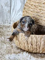 Captain Amelia, a female Bernese Mountain Dog and Bernedoodle for sale in Kansas City, MO – Photo 2 of 7