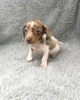 Maple, a female Miniature Dachshund for sale in Boston, MA – 3 of 7