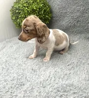 Maple, a female Miniature Dachshund for sale in Boston, MA – 6 of 7