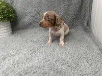 Maple, a female Miniature Dachshund for sale in Boston, MA – 7 of 7