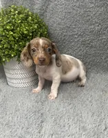 Maple, a female Miniature Dachshund for sale in Boston, MA – 4 of 7