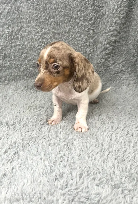 Maple – Miniature Dachshund puppy for sale in Boston, MA