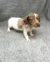Maple, a female Miniature Dachshund for sale in Boston, MA – 5 of 7