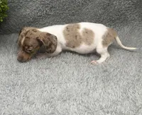 Maple, a female Miniature Dachshund for sale in Boston, MA – 2 of 7