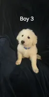 Boy 4, a male Great Pyrenees for sale in Bandera, TX – 2 of 2