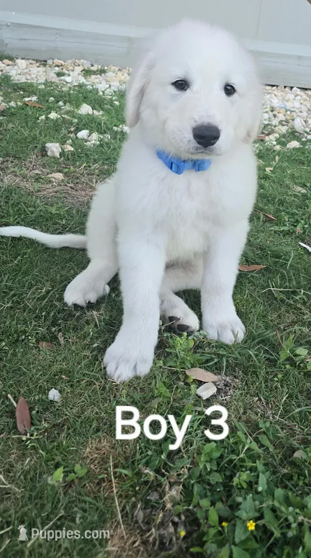 Boy 4 – Great Pyrenees puppy for sale in Bandera, TX