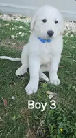 Boy 4, a male Great Pyrenees for sale in Bandera, TX – 1 of 2