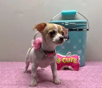 Reina , a female Chihuahua for sale in San Antonio, TX – Photo 6 of 8