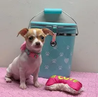 Reina , a female Chihuahua for sale in San Antonio, TX – Photo 3 of 8