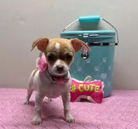 Reina , a female Chihuahua for sale in San Antonio, TX – Photo 8 of 8