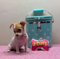 Reina , a female Chihuahua for sale in San Antonio, TX – Photo 4 of 8