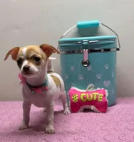 Reina , a female Chihuahua for sale in San Antonio, TX – Photo 5 of 8