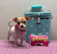 Reina , a female Chihuahua for sale in San Antonio, TX – Photo 2 of 8