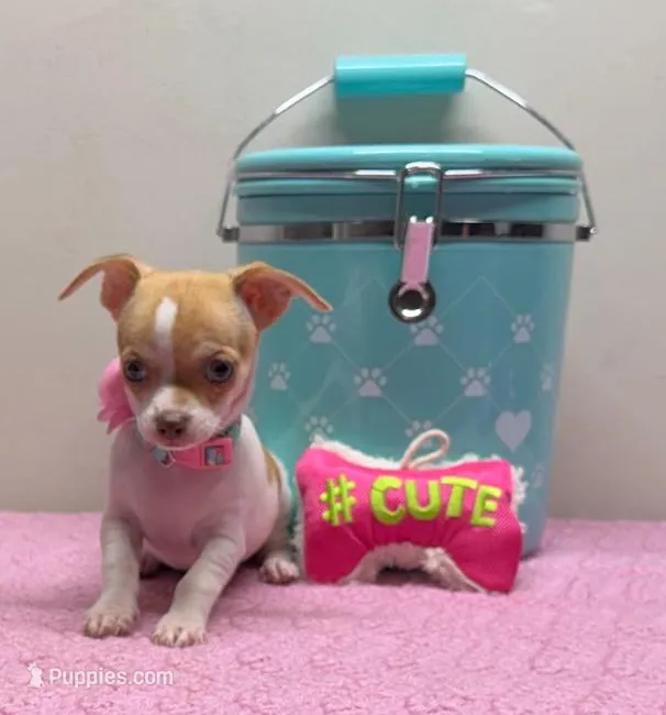 Reina  – Chihuahua puppy for sale in San Antonio, TX