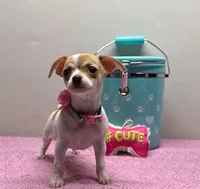 Reina , a female Chihuahua for sale in San Antonio, TX – Photo 7 of 8