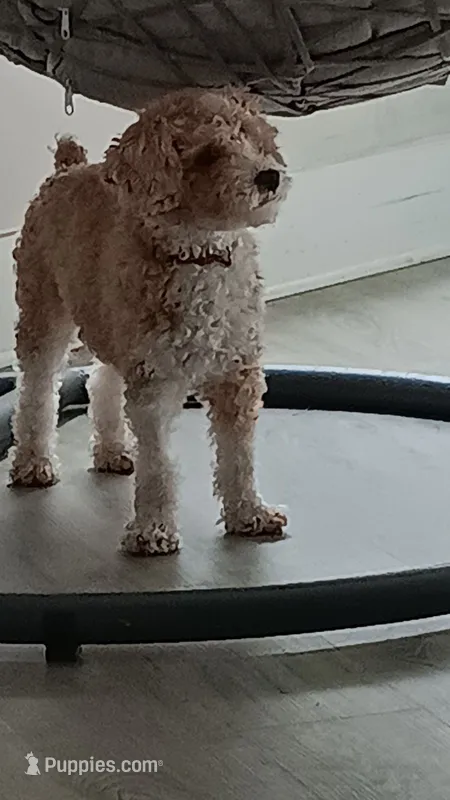 Bella – Poodle - Miniature  puppy for sale in Montclair, NJ