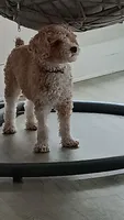 Bella, a female Poodle - Miniature  for sale in Montclair, NJ – 1 of 2