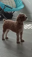 Bella, a female Poodle - Miniature  for sale in Montclair, NJ – 2 of 2
