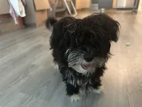 Oreo, a male Yorkshire Terrier and Poodle - Miniature  for sale in Montclair, NJ – 5 of 5