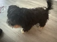 Oreo, a male Yorkshire Terrier and Poodle - Miniature  for sale in Montclair, NJ – 4 of 5