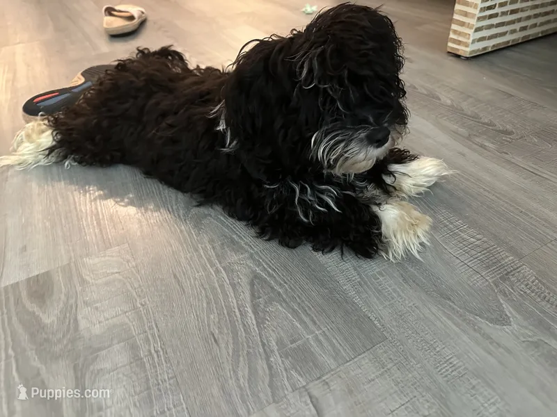 Oreo – Yorkshire Terrier, Poodle - Miniature  puppy for sale in Montclair, NJ