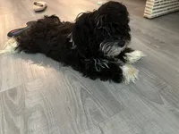 Oreo, a male Yorkshire Terrier and Poodle - Miniature  for sale in Montclair, NJ – 1 of 5