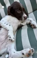Jellybean, a female English Springer Spaniel for sale in Corpus Christi, TX – 2 of 2