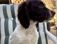 Jellybean, a female English Springer Spaniel for sale in Corpus Christi, TX – 1 of 2