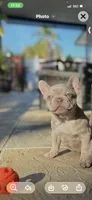 Frenchy, a male French Bulldog for sale in Tampa, FL – Photo 6 of 9