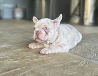 Frenchy, a male French Bulldog for sale in Tampa, FL – Photo 8 of 9