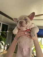 Frenchy, a male French Bulldog for sale in Tampa, FL – Photo 4 of 9