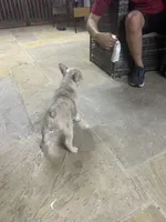 Frenchy, a male French Bulldog for sale in Tampa, FL – Photo 5 of 9