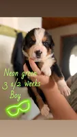 Puppy, a male Australian Shepherd and Bernese Mountain Dog for sale in Lakeview, MI – 1 of 1