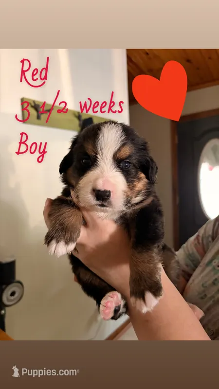 Puppy – Australian Shepherd, Bernese Mountain Dog puppy for sale in Lakeview, MI