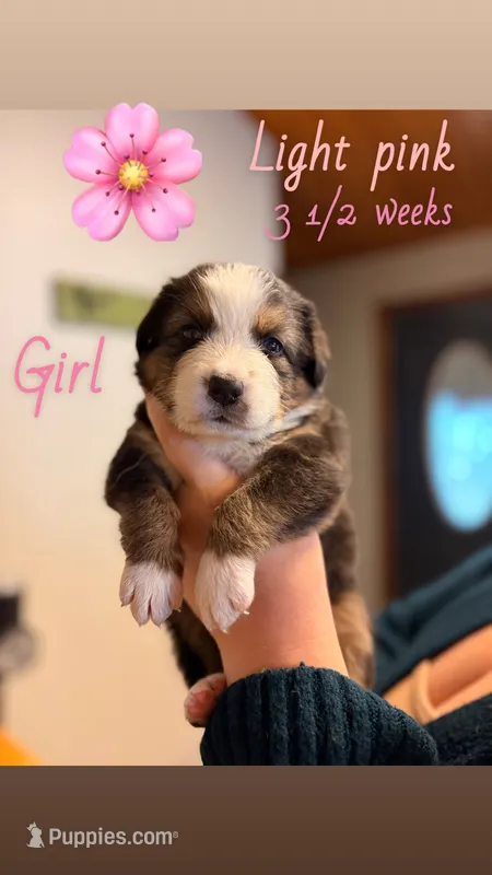 Puppy – Australian Shepherd, Bernese Mountain Dog puppy for sale in Lakeview, MI