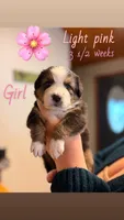 Puppy, a female Australian Shepherd and Bernese Mountain Dog for sale in Lakeview, MI – 1 of 1