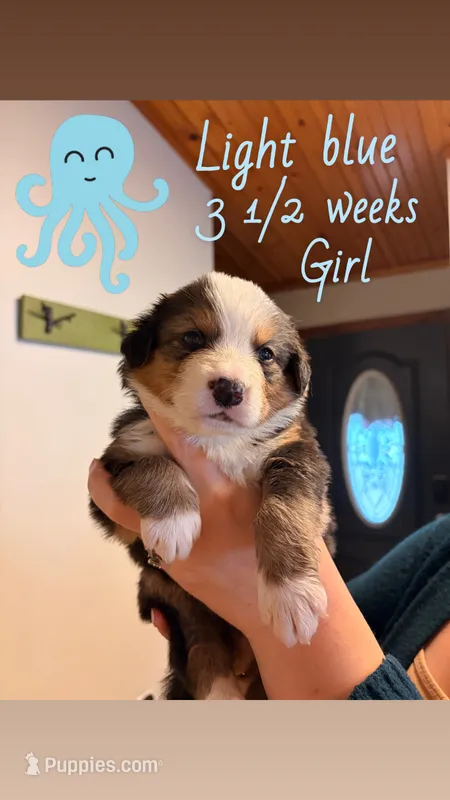 Puppy – Australian Shepherd, Bernese Mountain Dog puppy for sale in Lakeview, MI