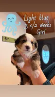 Puppy, a female Australian Shepherd and Bernese Mountain Dog for sale in Lakeview, MI – 1 of 1