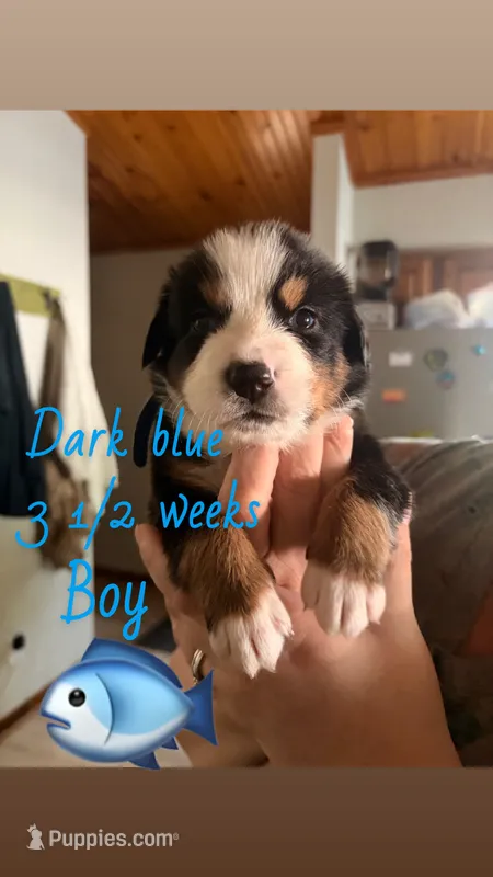 Puppy – Australian Shepherd, Bernese Mountain Dog puppy for sale in Lakeview, MI