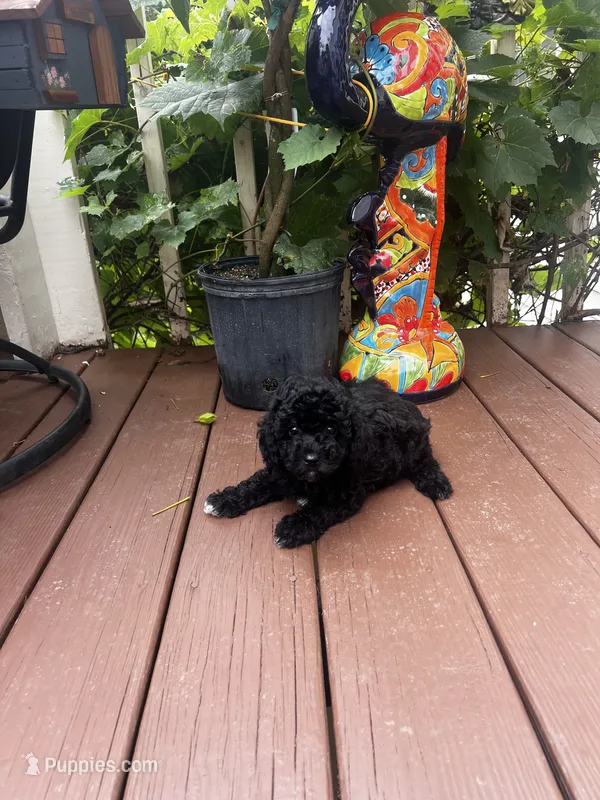 Black Female – Poodle - Toy  puppy for sale in Gurnee, IL