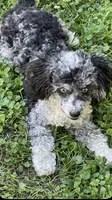 Stella, a female Poodle - Miniature  for sale in Gurnee, IL – 4 of 6