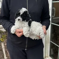 Parti Female, a female Poodle - Toy  for sale in Gurnee, IL – Photo 2 of 2