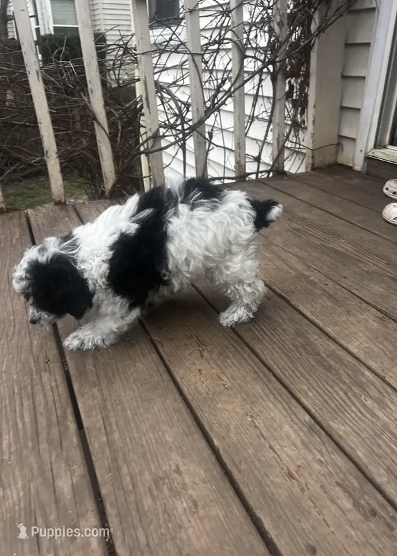 Parti Female – Poodle - Toy  puppy for sale in Gurnee, IL