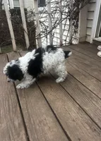 Parti Female, a female Poodle - Toy  for sale in Gurnee, IL – Photo 1 of 4