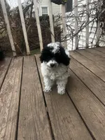 Parti Female, a female Poodle - Toy  for sale in Gurnee, IL – Photo 3 of 4