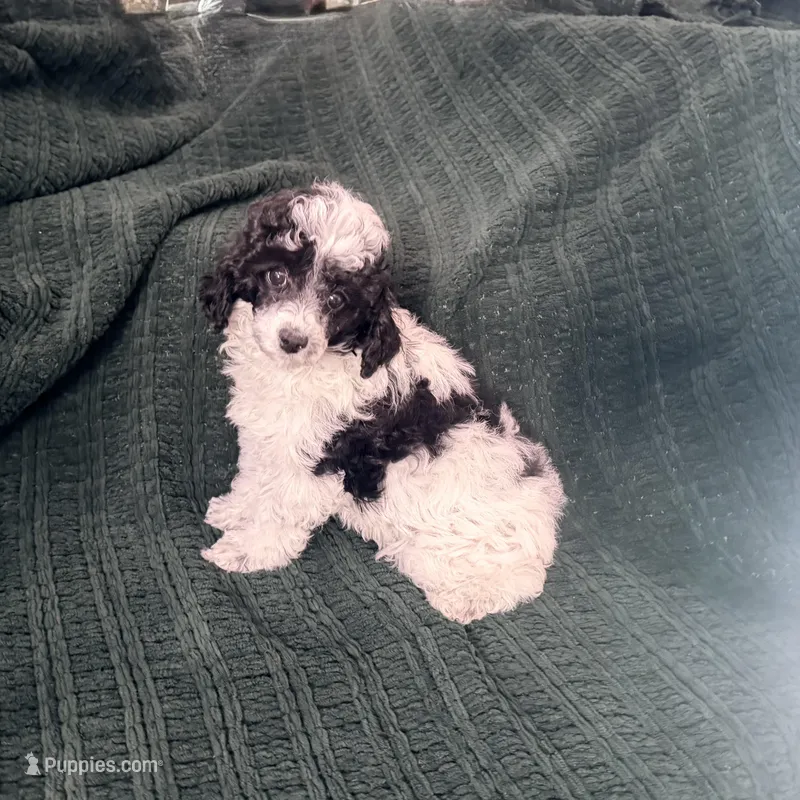 Parti Female – Poodle - Toy  puppy for sale in Gurnee, IL